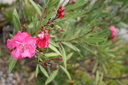 gal/cro 08/_thb_small-IMG_4575.JPG